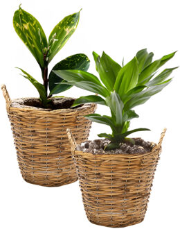 Mega Collections Planten/bloemen mand Cuba - 2x - rotan - lichtbruin - D17 x H14 cm - plantenpot voor buiten