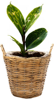 Mega Collections Planten/bloemen mand Cuba - rotan - lichtbruin - D17 x H14 cm - plantenpot voor buiten