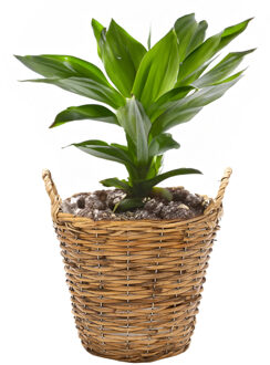 Mega Collections Planten/bloemen mand Cuba - rotan - lichtbruin - D19 x H16 cm - plantenpot voor buiten