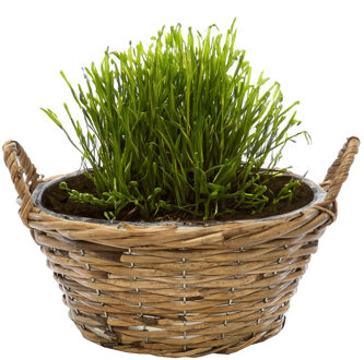 Mega Collections Planten/bloemen mand Cuba - rotan - lichtbruin - D25 x H11 cm - plantenpot voor buiten