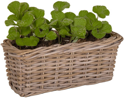 Mega Collections Planten/bloemen mand Levi - rotan - naturel - 40 x 15 x 17 cm - plantenpot voor buiten - Plantenpotten Crème