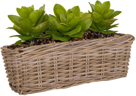 Mega Collections Planten/bloemen mand Levi - rotan - naturel - 50 x 15 x 17 cm - plantenpot voor buiten - Plantenpotten Crème