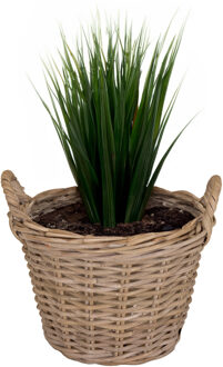 Mega Collections Planten/bloemen mand Levi - rotan - naturel - D35 x H25 cm - plantenpot voor buiten - Plantenpotten Crème