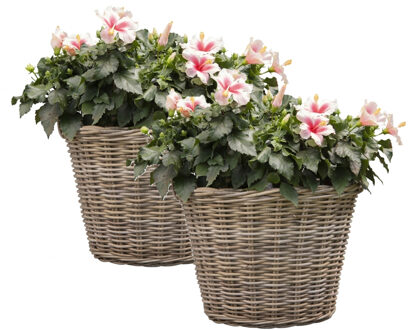 Mega Collections Planten of bloemen mand - 2x - D60 x H45 cm - rond - rotan gevlochten - bloempot