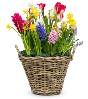 Mega Collections Planten of bloemen mand - D50 x H40 cm - rond - rotan gevlochten - bloempot