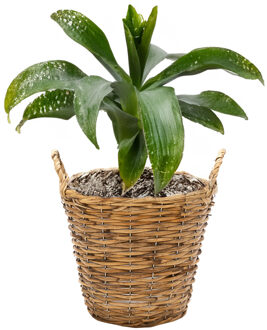 Mega Collections Plantenmand Cuba - Rotan - Lichtbruin - D25 X H21 Cm