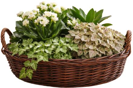 Mega Collections plantenmand Santa Fe - met handgreep - rotan - D35 x H15 cm
