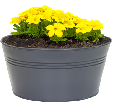 Mega Collections Plantenpot/bloempot Bob - rond - zink - antraciet - D25 X H12 cm