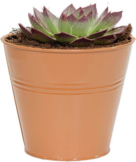 Mega Collections Plantenpot/bloempot Bob - rond - zink - terra - D15 X H13 cm