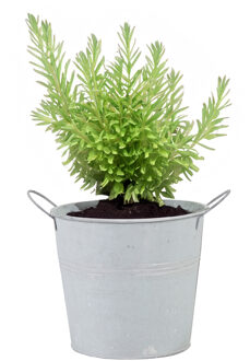 Mega Collections Plantenpot/bloempot/emmer - zink - whitewash - D16 x H14 cm