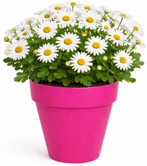 Mega Collections Plantenpot/bloempot - kunststof - fuchsia roze - D20 x H17 cm - Plantenpotten