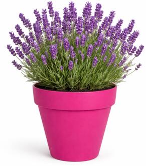 Mega Collections Plantenpot/bloempot - kunststof - fuchsia roze - D26 x H22 cm - Plantenpotten