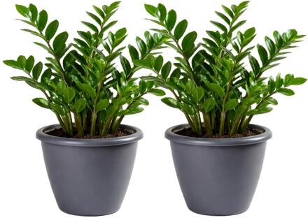Mega Collections Plantenpot / bloempot Lima - 2x - kunststof - donkergrijs - buiten - D40 x H32 cm