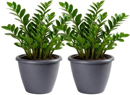 Mega Collections Plantenpot / bloempot Lima - 2x - kunststof - donkergrijs - buiten - D50 x H40 cm