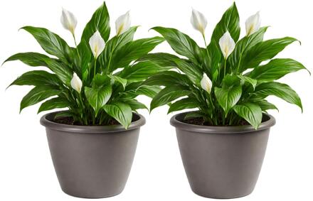 Mega Collections Plantenpot / bloempot Lima - 2x - kunststof - taupe - buiten - D40 x H32 cm