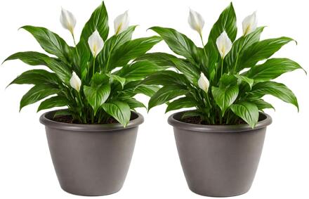 Mega Collections Plantenpot / bloempot Lima - 2x - kunststof - taupe - buiten - D50 x H40 cm