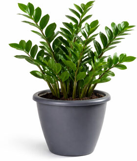 Mega Collections Plantenpot / bloempot Lima - kunststof - donkergrijs - buiten - D50 x H40 cm