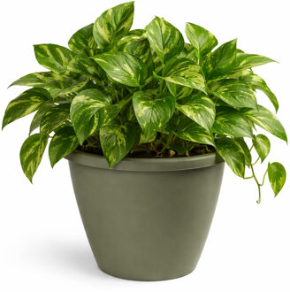 Mega Collections Plantenpot / bloempot Lima - kunststof - olijf groen - buiten - D50 x H40 cm