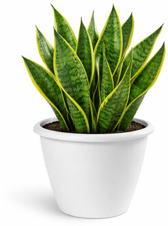 Mega Collections Plantenpot / bloempot Lima - kunststof - wit - buiten - D40 x H32 cm