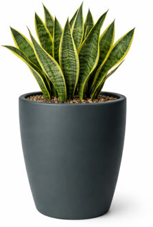 Mega Collections Plantenpot - kunststof - antraciet - D45 cm