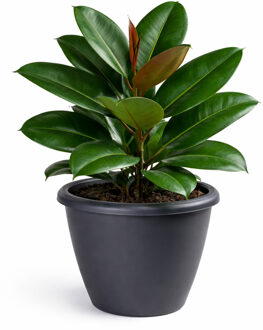 Mega Collections Plantenpot - kunststof - antraciet - D50 cm