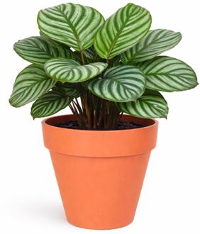 Mega Collections Plantenpot - kunststof - oranje - D34 cm