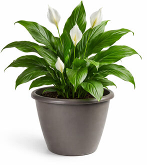 Mega Collections Plantenpot - kunststof - taupe - D50 cm