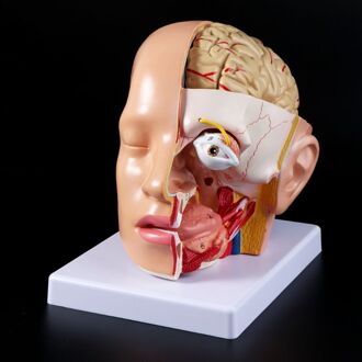 Menselijk Anatomie Hoofd Schedel Hersenen Cerebrale Slagader Anatomisch Model Voor Onderwijs
