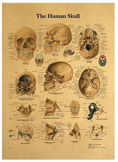 Menselijk Lichaam Illustratie-Schedel Retro Poster Met Kraftpapier Klaslokaal Decoratie Schilderen In Museum