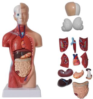 Menselijk Lichaam Model Torso Anatomie 15 Verwijderbare Onderdelen