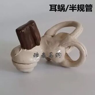 Menselijk Oor Semi-Regelgevende Cochlea Medische Anatomie Model