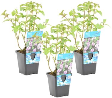 Mentha aquatica per 3 stuks| Watermunt  - Vijverplant in kwekerspot ⌀9 cm - ↕10-20 cm