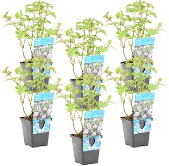 Mentha aquatica per 6 stuks| Watermunt  - Vijverplant in kwekerspot ⌀9 cm - ↕10-20 cm