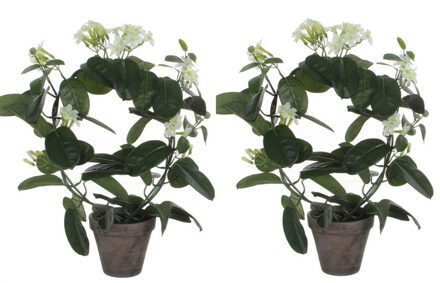 Mica Decorations 2x Stuks Stephanotis Bruidsbloem Kunstplanten Wit In Grijze Sierpot H50 Cm X D40 Cm - Kunstplanten