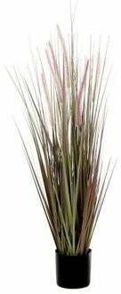 Mica Decorations dogtail gras paars in plastic pot dia in cm: 12,5
