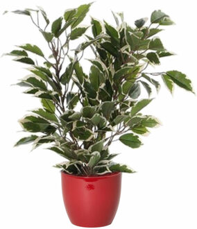 Mica Decorations Groen/witte ficus kunstplant 40 cm met plantenpot wijnrood D13.5 en H12.5 cm - Kunstplanten