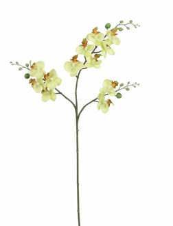 Mica Decorations Kunstbloem Orchidee tak - lichtgeel - 75 cm - Kunst zijdebloemen - Kunstbloemen