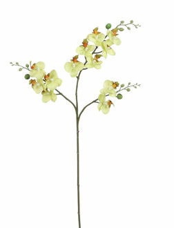 Mica Decorations Kunstbloem Orchidee tak - lichtgeel - 75 cm - Kunst zijdebloemen