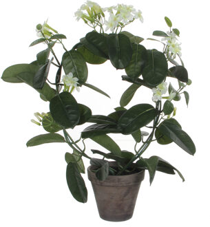 Mica Decorations Kunstplant - Stephanotis bruidsbloem - wit - H50 x D40 cm