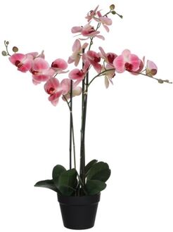 Mica Decorations phalaenopsis in plastic pot roze maat in cm: 75 x 51