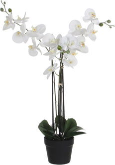 Mica Decorations phalaenopsis in plastic pot wit maat in cm: 75 x 51