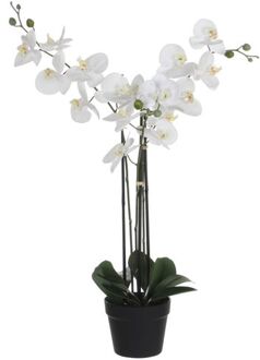 Mica Decorations phalaenopsis in plastic pot wit maat in cm: 75 x 51