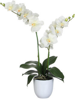 Mica Decorations Phalaenopsis Kunstplant - H66 x Ø38 cm - Crème Wit