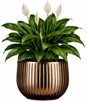 Mica Decorations Plantenpot - keramiek - brons glans / ribbels - D29 x H25 cm - bloempot Pablo