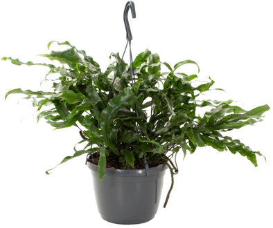 Microsorum Diversifolium (Kangaroevaren) - P 18 cm