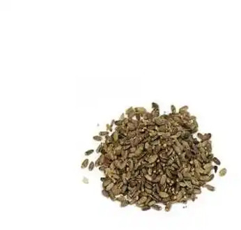 Milk thistle seed