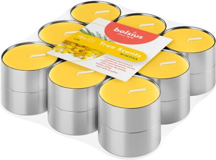 Mimosa - Waxinelichtjes