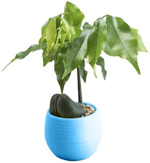 Mini Bonsai Bloempot Planter Vetplanten Bloempot Thuis Kantoor Tafelblad Ornament Blauw