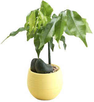 Mini Bonsai Bloempot Planter Vetplanten Bloempot Thuis Kantoor Tafelblad Ornament geel