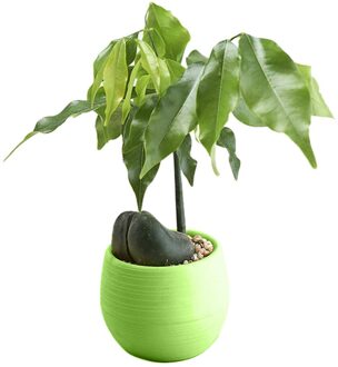 Mini Bonsai Bloempot Planter Vetplanten Bloempot Thuis Kantoor Tafelblad Ornament groen